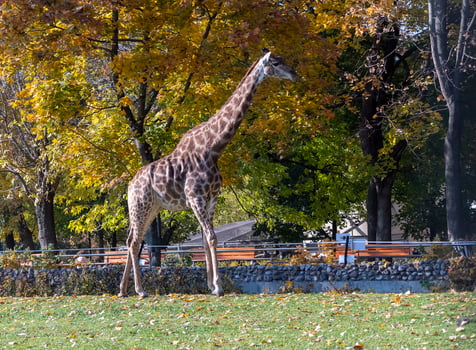 Beautiful giraffe stands tall on blue sky background. photo