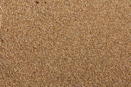 Beautiful Beach background made of small sea shells photo