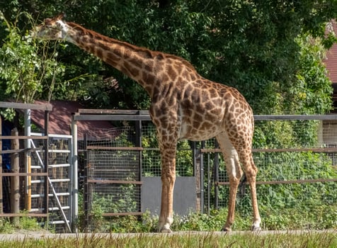 A Beautiful giraffe stands tall on blue sky background photo