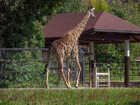 Beautiful giraffe stands tall on a blue sky background photo