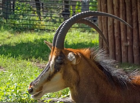 Beautiful antelope with helical long horns on the background of rocks photo