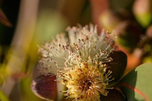 Wild eucalyptus buds close-up in Mediterranean light photo