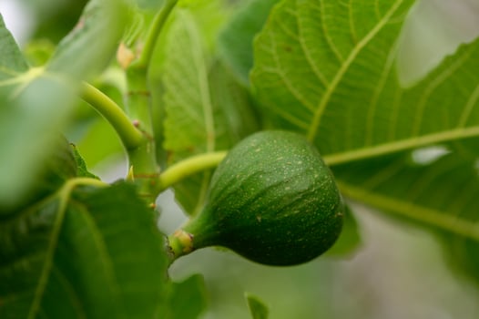 Small green fig fruits developing on a sunny tree branch. Fresh garden scene from Northern Cyprus. photo