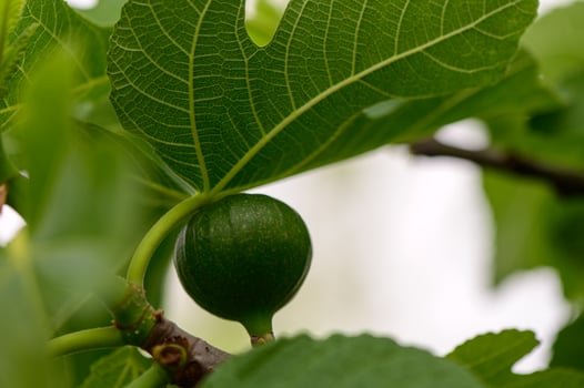 Young Fig Fruits on Branch, Northern Cyprus photo