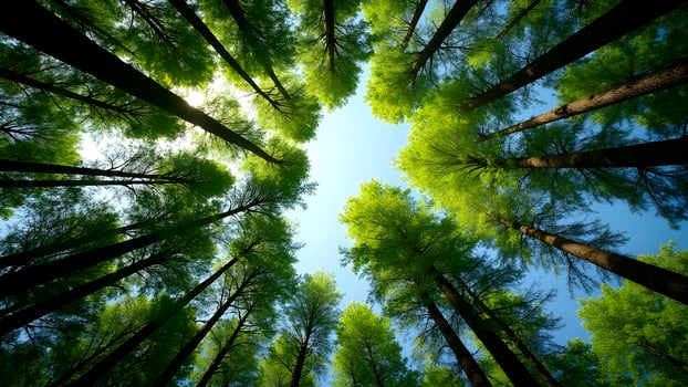 Looking up Through Forest Canopy with Sky in the Background photo