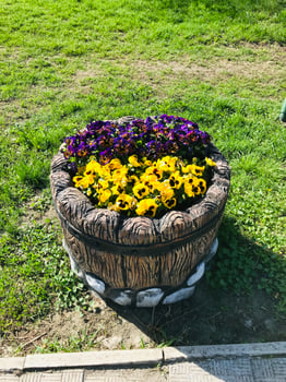 Vibrant flower pot with pansies in a sunny outdoor setting photo