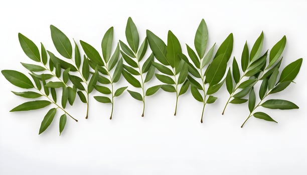 Arrangement of Green Leaves on a White Background for Decoration photo