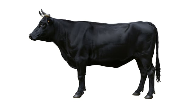 Standing Black Cow Isolated on White Background Full Body Shot photo