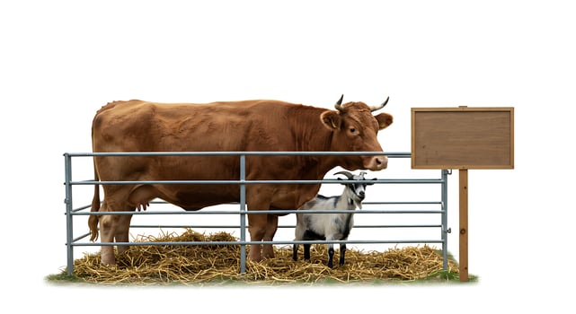 Cow and Goat Together in Pen with Wooden Sign on White photo