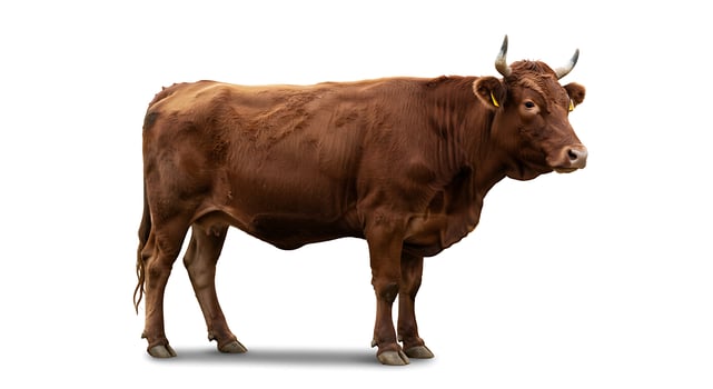 Standing Brown Cow Profile Isolated on White Background photo