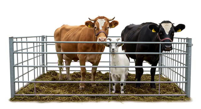 Cows and Goat Standing Inside Metal Enclosure on Straw Bedding photo