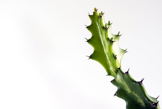 Fresh bud of dragon bone cactus on white background photo
