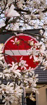 No Entry Road Sign Decorated with Blooming Magnolia in Spring photo