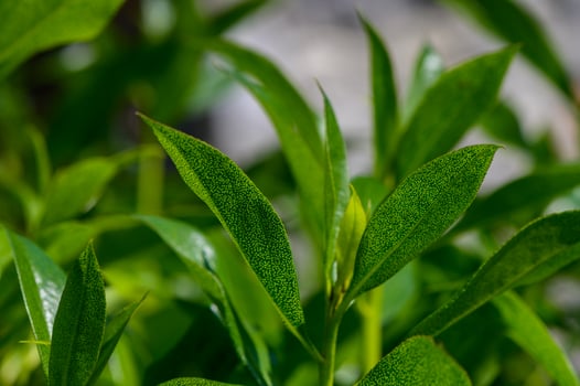Syzygium paniculatum Brush Cherry Panicle Close-Up photo