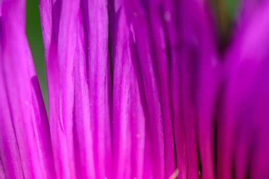 Carpobrotus Edulis Fruit and Leaves Close-Up photo