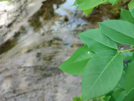 A leafy plant is in front of a stream photo