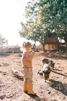 Little girl with an apple in her hand stands near fluffy small pigs grazing in the park photo