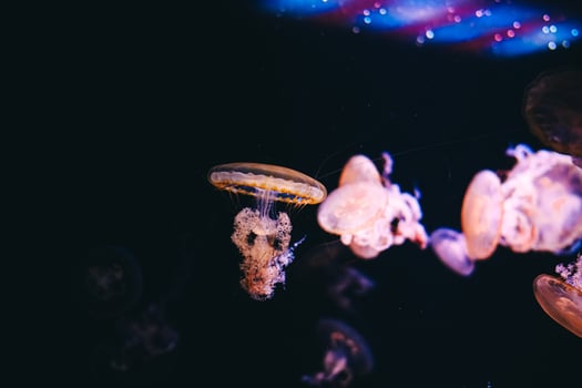Colorful jellyfish swimming gracefully in a dark aquatic environment photo