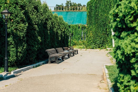 Beautiful park pathway with benches surrounded by lush greenery on a sunny day photo