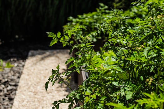Tomato plants thriving in a garden during daylight hours near a stone walkway photo