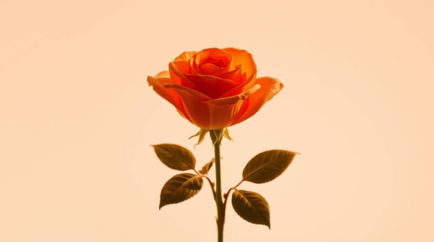 Captivating orange rose in full bloom against a soft peach backdrop photo