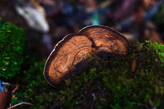 Close up of fan like mushroom photo