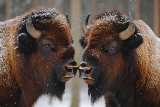 Two european bisons touching noses in snowy forest photo