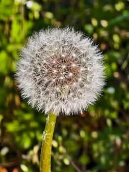 Dandelion Seed Head Against Blurred Green Foliage in Natural Sun photo