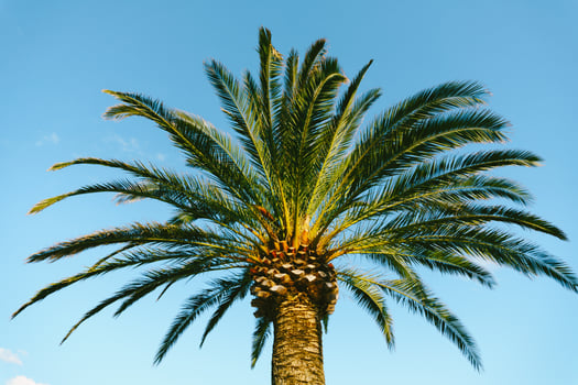 A Tall Palm Tree Standing Gracefully Against a Clear Blue Sky photo
