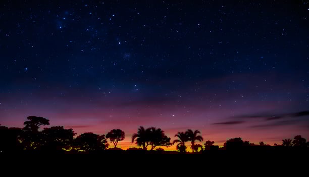 Starry Night over Tropical Silhouette photo