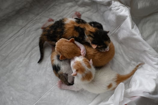 Four colorful newborn kittens lie cuddled together in a small cardboard box. Their tiny bodies are nestled close, creating a heartwarming scene of new life. photo