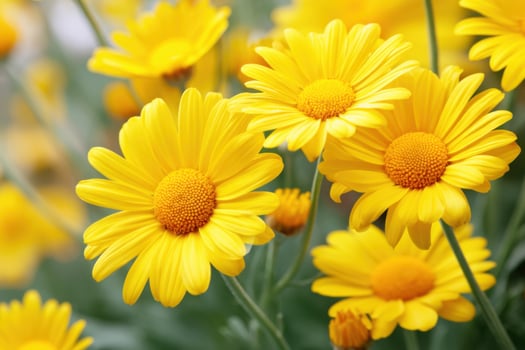 Vibrant yellow daisies blooming in lush green garden setting with soft sunlight illuminating petals creating cheerful and uplifting atmosphere of nature's beauty photo