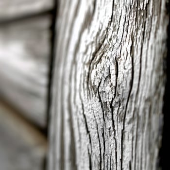 Close up of a wood plank with a white paint photo