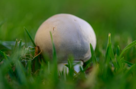 Fresh Champignon Mushrooms in Green Grass on Cyprus photo