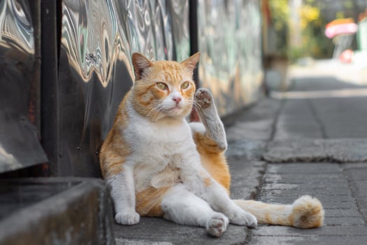 Orange cat is licking its paws or legs to clean itself from dust. Cute fluffy orange cat is sitting relaxed and taking shelter on the side of the road with sunny weather. photo
