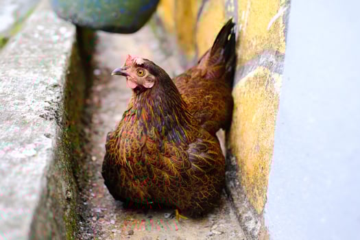 Macro Fat hen sitting in the gutter. Animal in Closeup shot Brown hen relaxing. Poultry Farming Industry. Cute and lovely pet behavior. Graphic Resources. Copy space photo