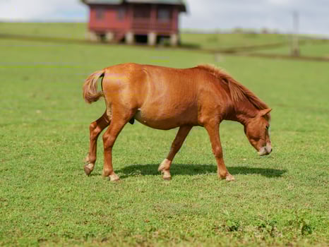 Wild horses are eating grass on a green hill with a bright blue, slightly cloudy sky in the background 4 photo