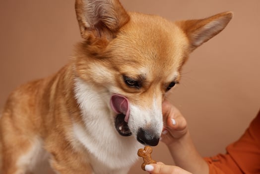 Corgi licking lips while getting ready to eat a dog treat offered by owner, closeup indoor shot. photo