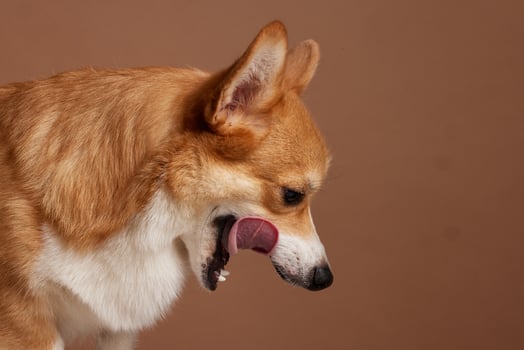 Corgi dog licking nose with tongue out, side profile view against plain brown studio backdrop. photo