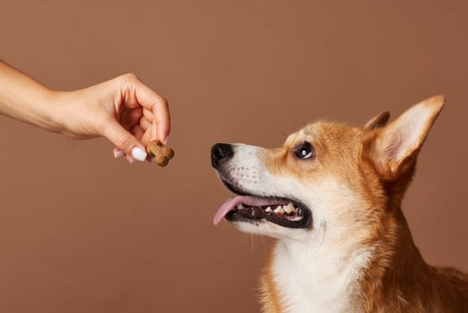 Corgi dog waiting for treat with tongue out, focused gaze, brown background studio close-up. photo