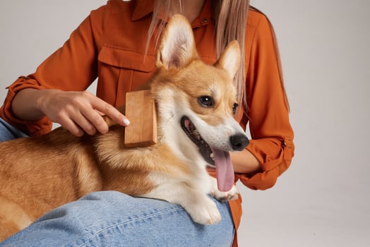 Corgi dog getting coat brushed by owner with wooden brush, promoting pet grooming and hygiene. photo