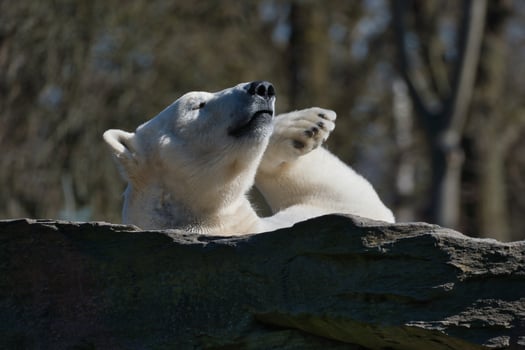 A relaxed polar bear lies on a rock and raises a paw in the air photo