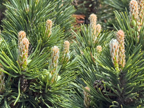 Close-up of evergreen pine tree needles and buds in sunlight photo