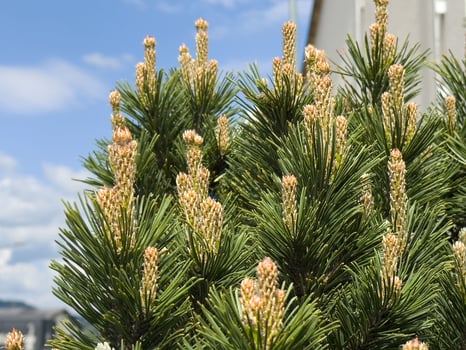 Lush pine tree with new growth under clear blue sky photo