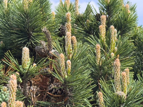 Lush pine tree with young pine cones and fresh green needles in sunlight photo