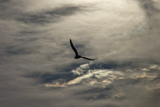 Vintage toned silhouette gull on sunset background photo