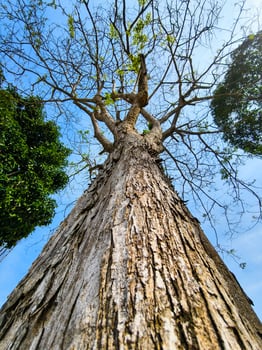 Majestic Tree Reaching Skyward with Vibrant Green Foliage and Clear Blue Sky in a Serene Natural Setting photo