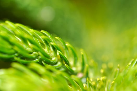 pine needle macro detail close up photo
