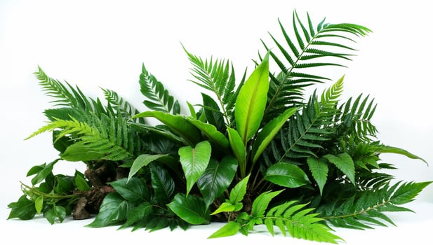 Isolated Green Tropical Fern Leaves Arrangement photo