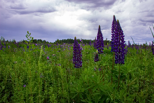 Close-up of bright lupines in a field under a stormy sky. photo